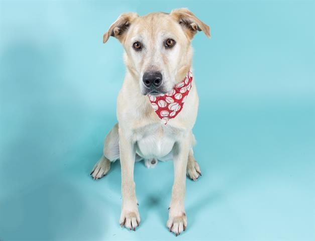 Last week's pet, still available: Trooper